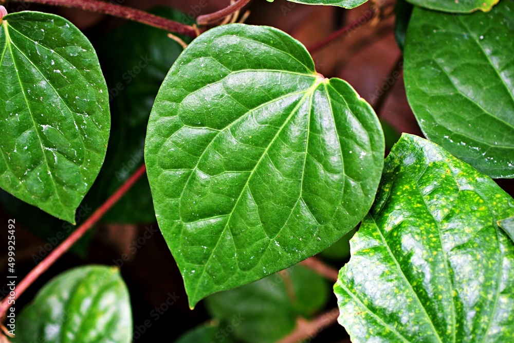 Closeup green leaf Betel plant ,Piper betle ,Piperaceae ,Which includes  pepper and kava ,Paan ,Piper sarmentosum Herb plant, Cha plu Stock Photo |  Adobe Stock