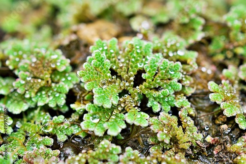 Closeup green plant Azolla filiculoides ,Pacific Mosquito Fern ,American Water Fern ,Pacific Azolla ,red water velvet ,fairy moss 