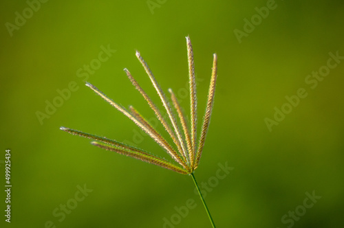 close up of ears