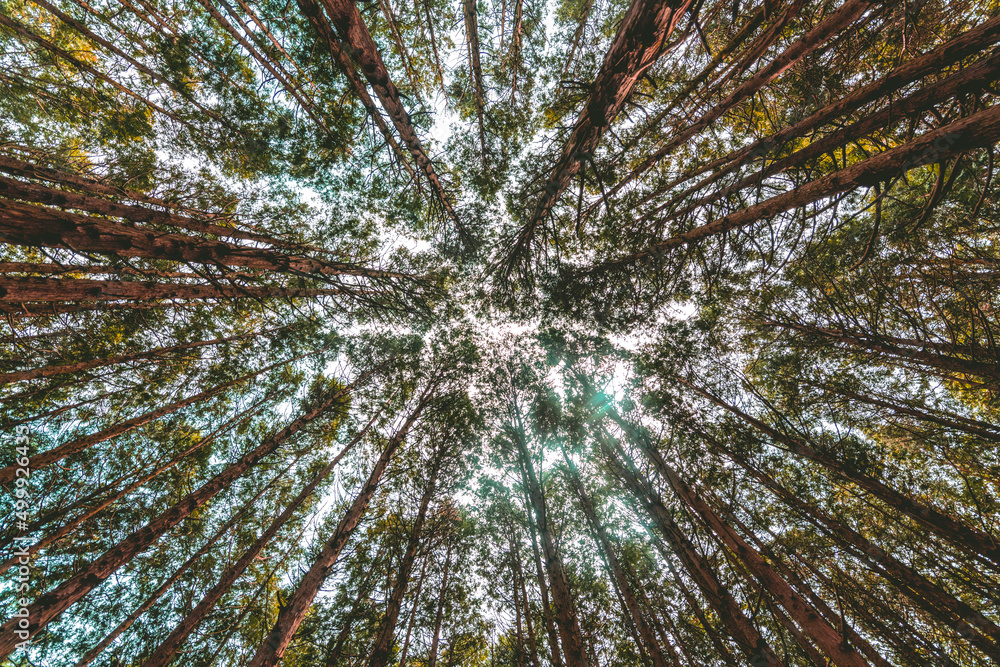 Obraz premium 삼나무