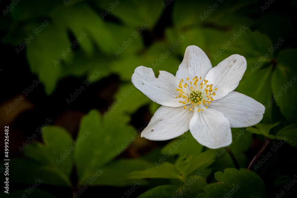 close-up of a white spring wind flower on the forest floor close-up of a white spring wind flower on the forest floor