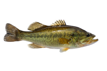 Fresh largemouth bass isolated on white background