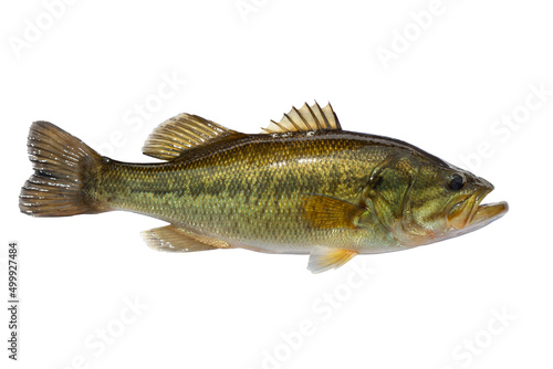 Fresh largemouth bass isolated on white background photo