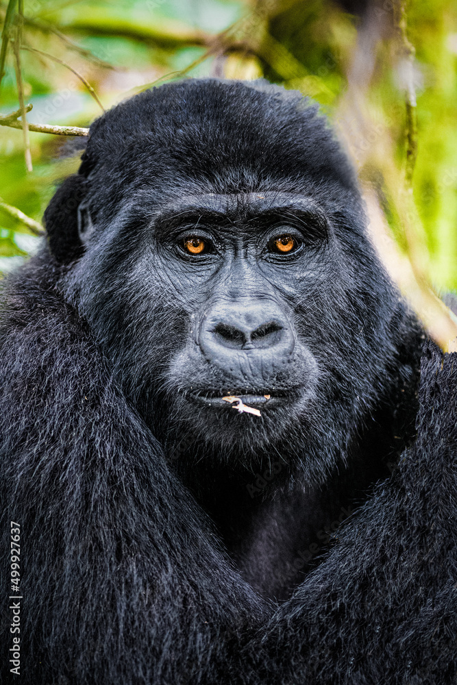 Mountain Gorilla relaxing in the forests of Uganda
