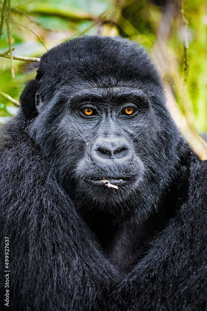 Mountain Gorilla relaxing in the forests of Uganda Mountain Gorilla relaxing in the forests of Uganda