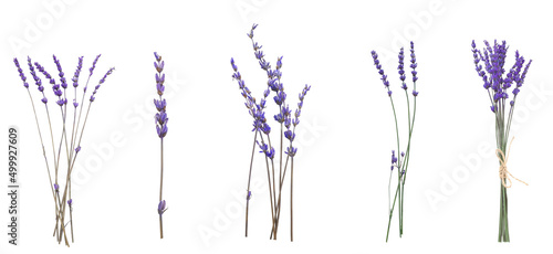 Beautiful lavender flowers ...
