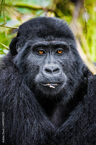 Mountain Gorilla relaxing in the forests of Uganda © Rajh