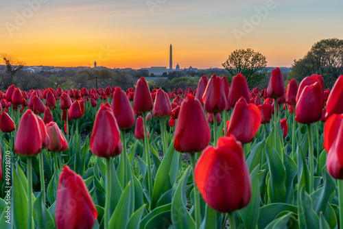 Tulips in full bloom during sunrise with the Washington DC skyline in the background