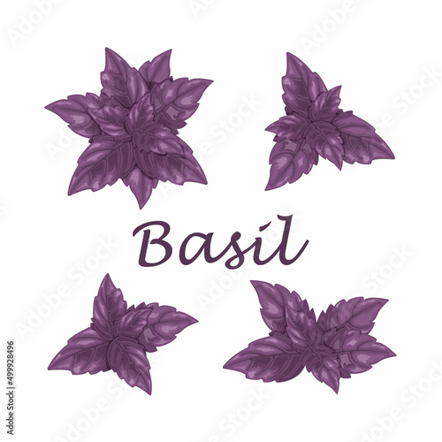 Basil. Purple basil leaves. A fragrant plant for seasoning. Vector illustration isolated on a white background