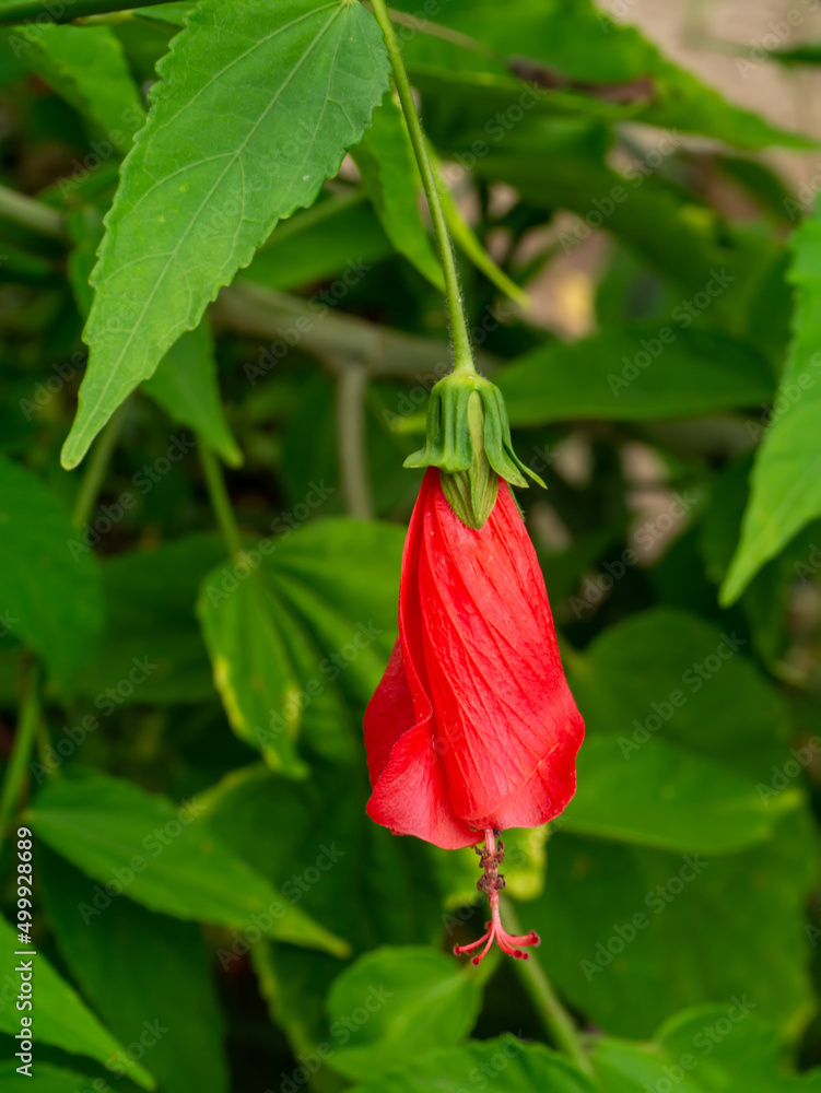 Close up Sleeping hibiscus, Wax Mallow flower. Close up Sleeping hibiscus, Wax Mallow flower.