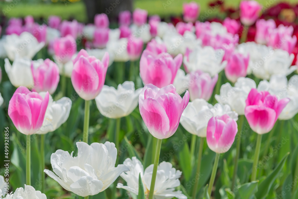 チューリップ　チューリップ畑　花　花畑　満開　ファンタジー