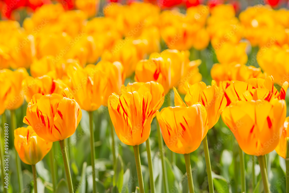 チューリップ チューリップ畑 花 花畑 満開 ファンタジー Stock Photo Adobe Stock
