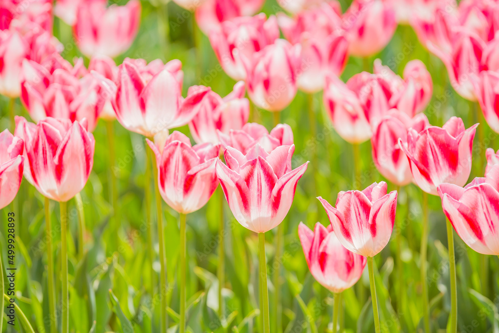 チューリップ チューリップ畑 花 花畑 満開 ファンタジー Stock Photo Adobe Stock チューリップ チューリップ畑 花 花畑 満開 ファンタジー Stock Photo Adobe Stock
