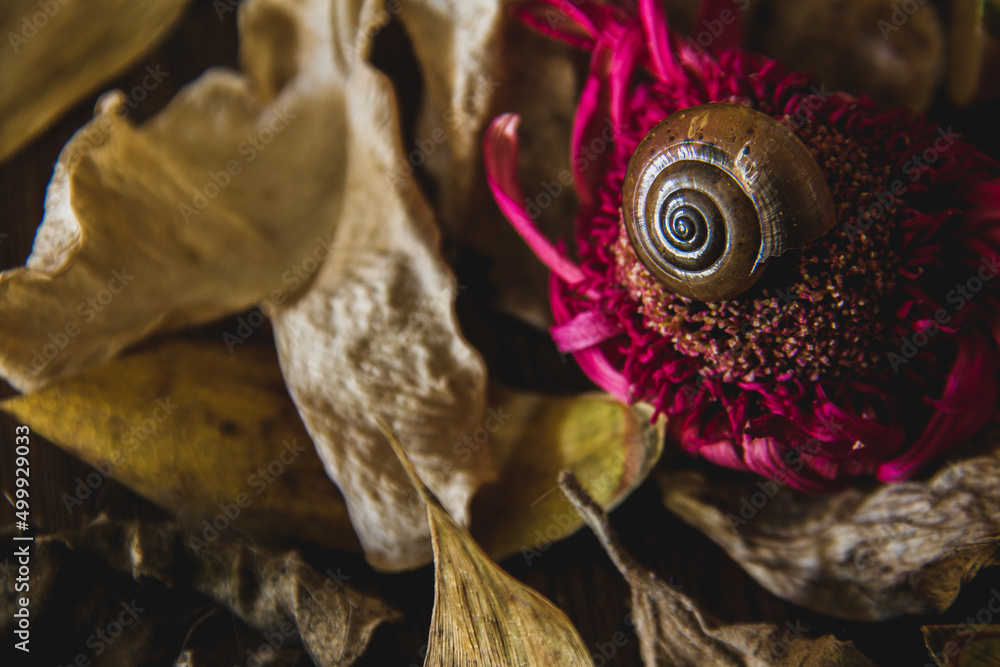 snail shell on dried flower on the ground snail shell on dried flower on the ground