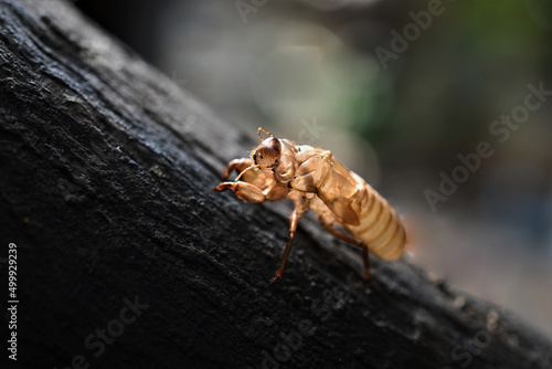 cicada cast-off skin on old wood rock