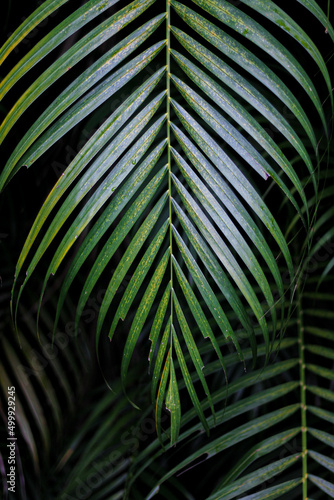 palm tree leaves © tilancmb