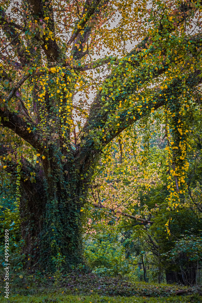 autumn forest in the autumn