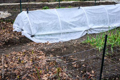 Winter kitchen garden, planting bed covered with a support structure and white fabric to protect the growing plants 