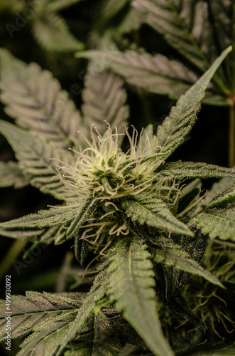weed. cannabis indoor flowering photo