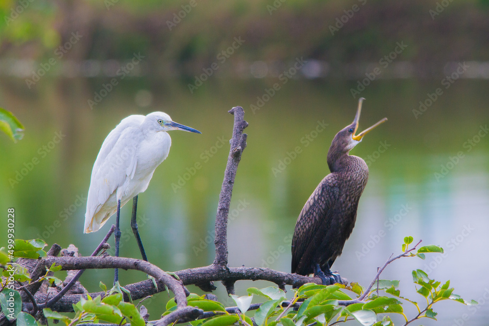 Fototapeta premium water birds
