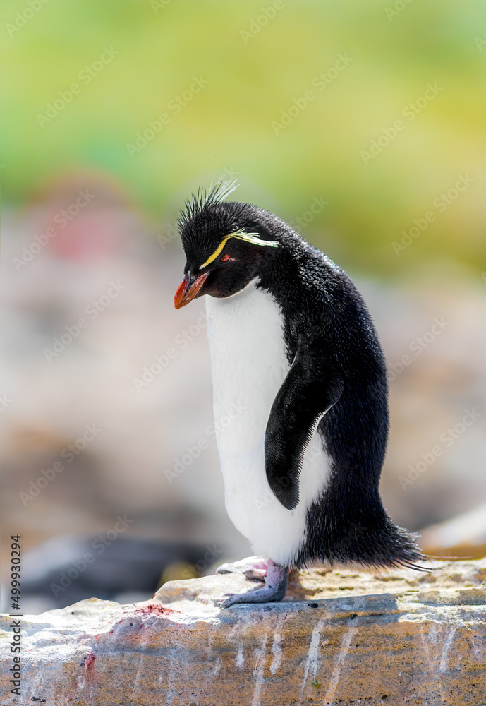 Fototapeta premium Rockhopper Penguin perched on a rock in Falklan Islands