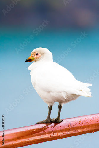 Snowy sheathbill also known as the greater sheathbill photo