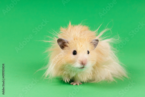 Quadro su tela fluffy angora hamster on a green background