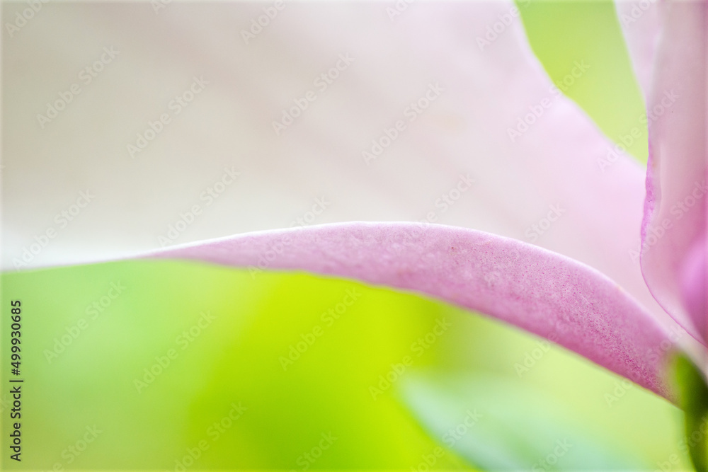 Pink Jane Magnolia curves close up abstract
Pink Jane Magnolia curves close up abstract