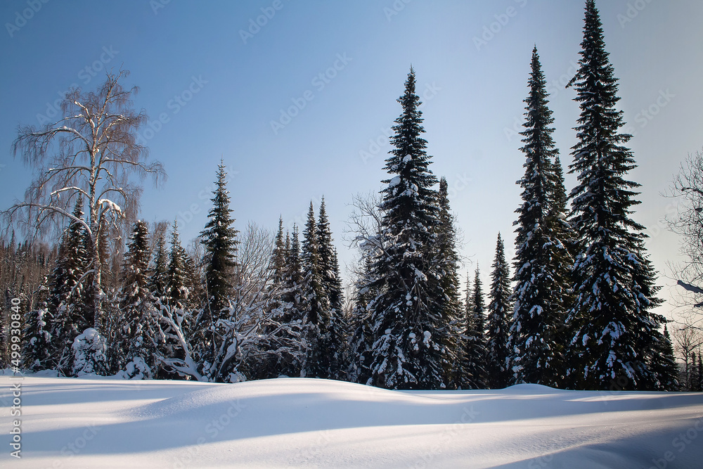 Snow-covered winter spruce coniferous trees landscape with the background of pure white snow Snow-covered winter spruce coniferous trees landscape with the background of pure white snow