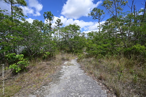Section of Long Pine Key Trail by Pine Glades Lake in Everglades National Park, Florida on sunny afternoon..