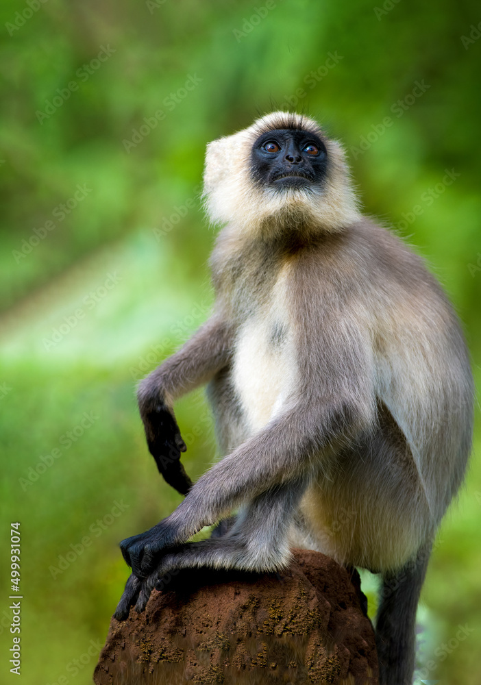 Naklejka premium Black footed Gray Langur sitting on a dead tree stump
