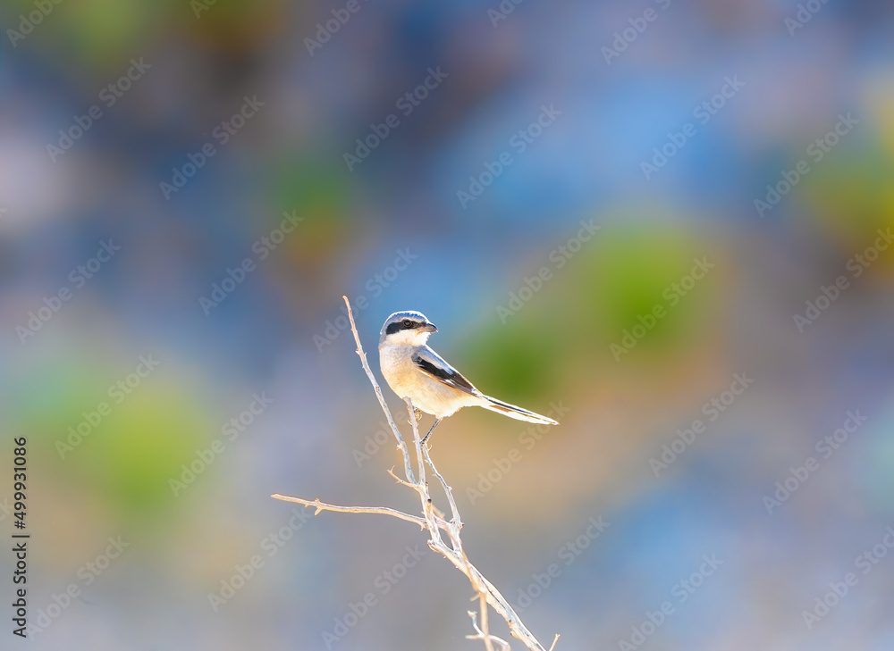 Naklejka premium Loggerhead Shrike perched on a dead tree