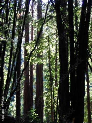 Fototapeta Naklejka Na Ścianę i Meble -  California Redwoods, redwood trees