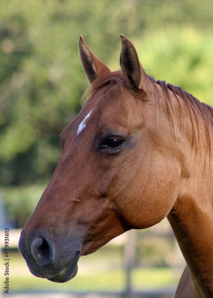 Profile shot of beautiful brown horse with white star