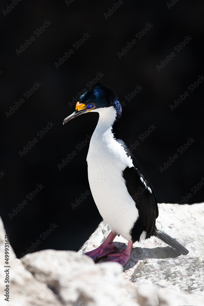 Fototapeta premium Imperial Shag on a rock looking for nesting material