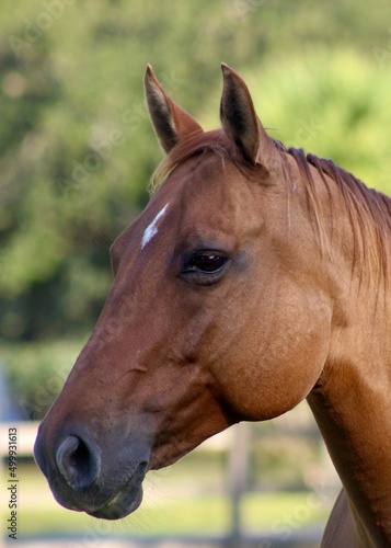 Profile shot of beautiful brown horse with white star © Kimberley