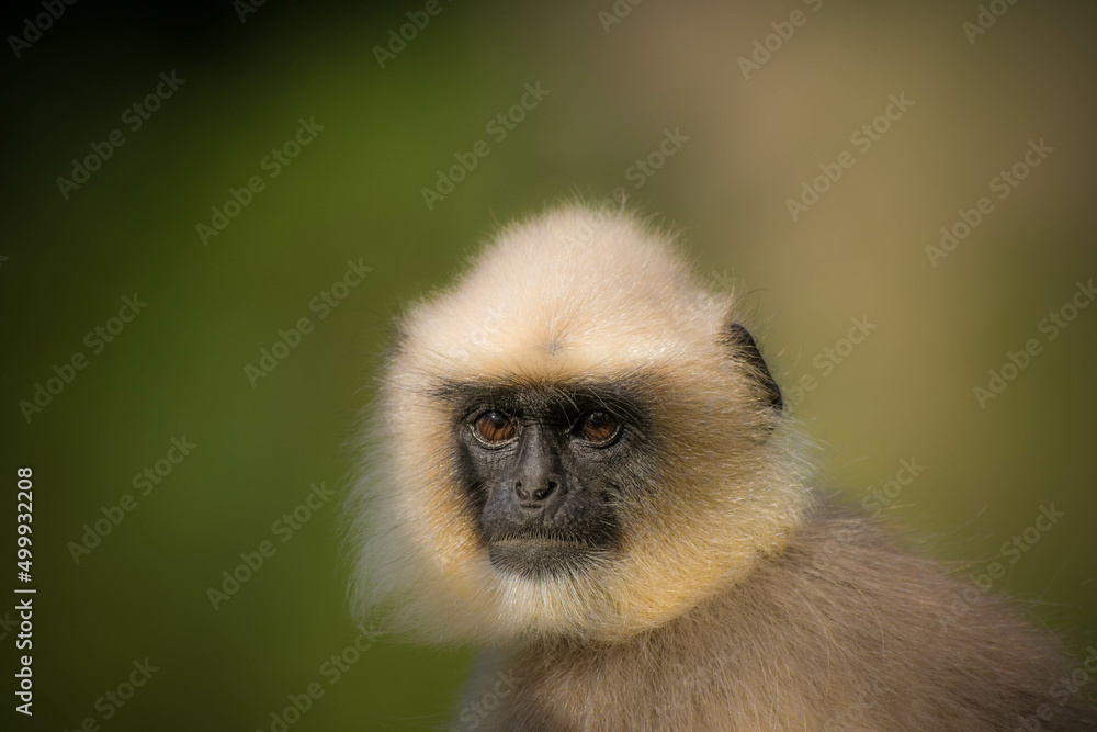 Fototapeta premium Portrait of a Black footed gray langur
