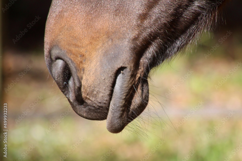 Close up of horse muzzle with relaxed lower lip Close up of horse muzzle with relaxed lower lip