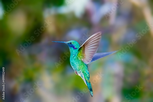 Sparkling Violetear hummingbird showing off his flying skills