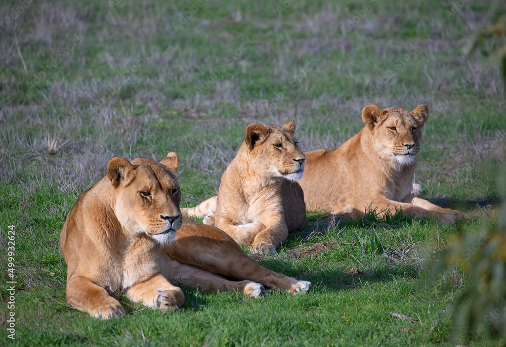 Three lionesses lie and rest on the green grass Three lionesses lie and rest on the green grass