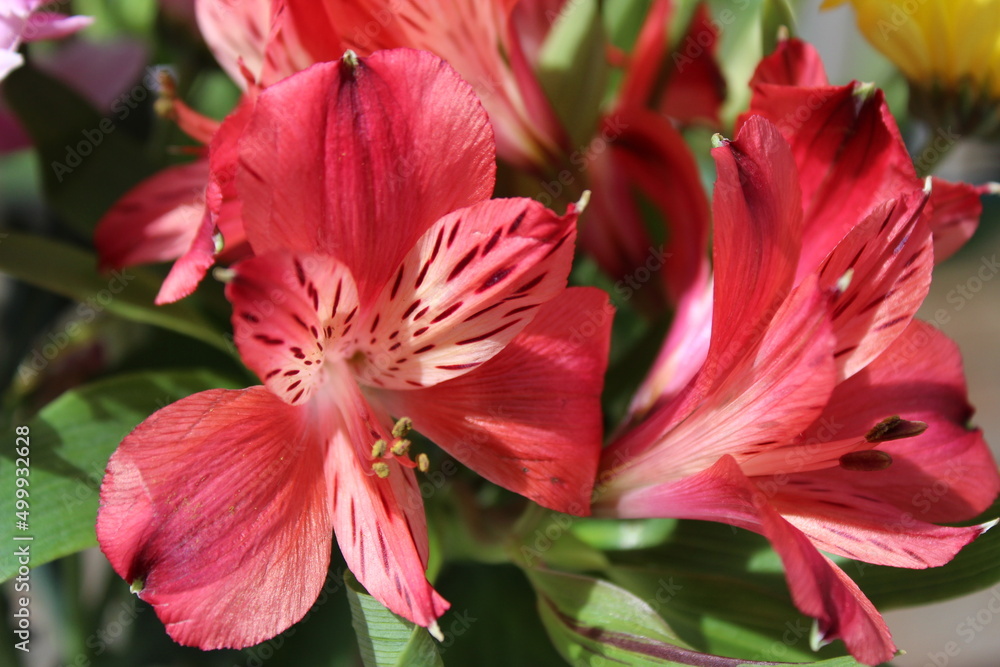 Beautifully blooming red flowers in sunlight