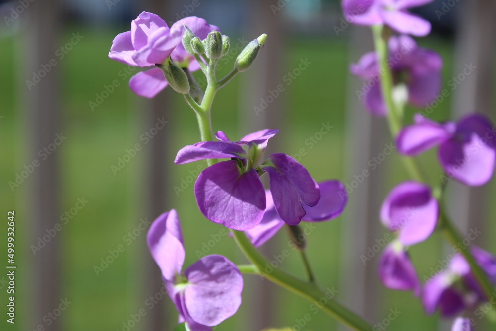 Soft purple colored flower in bloom Soft purple colored flower in bloom