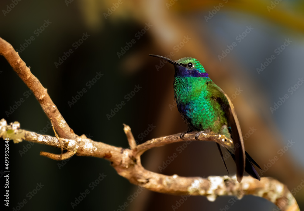 Fototapeta premium Sparkling Violetear perched on a tree in Colombia