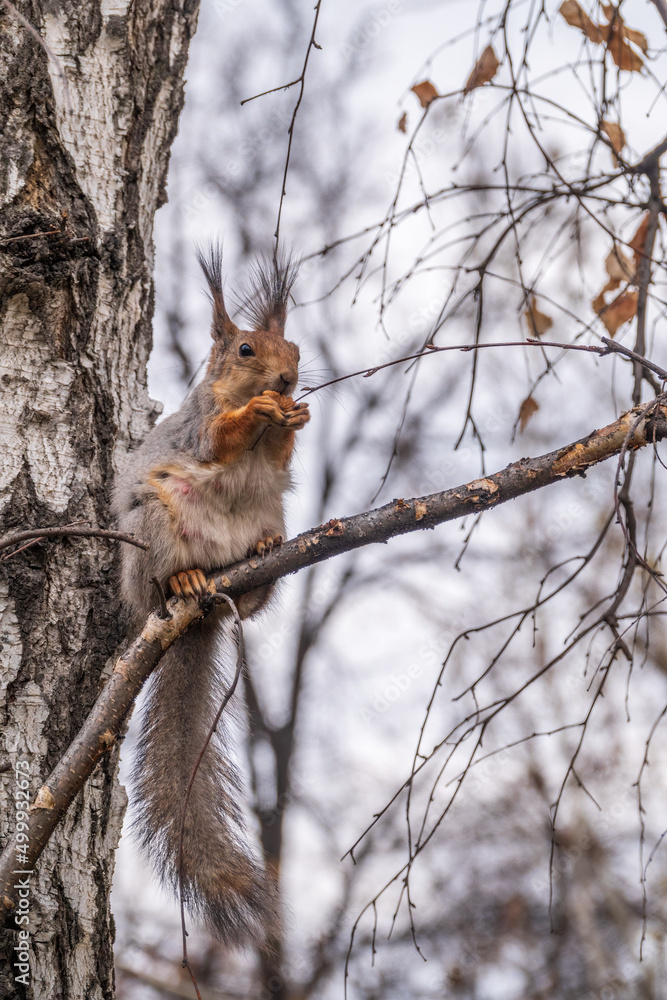 Fototapeta premium The squirrel with nut sits on a branches in the spring or summer.