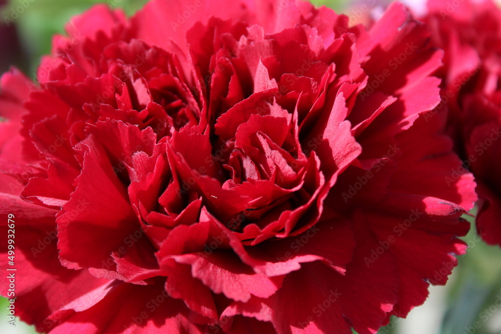 Close up view of gorgeous red carnation