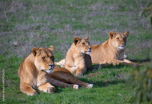 Three lionesses lie and rest on the green grass