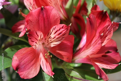 Beautifully blooming red flowers in sunlight