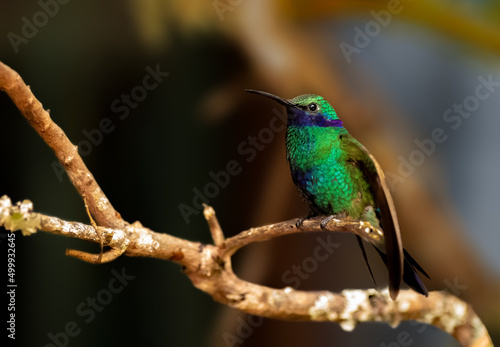 Sparkling Violetear perched on a tree in Colombia © Rajh
