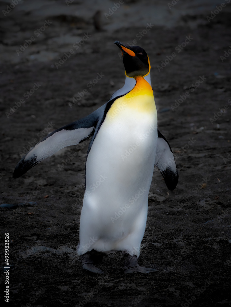 Fototapeta premium King Penguin on a black sand beach