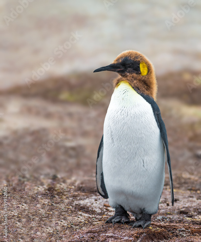 King Penguin juvenile basking in the sun